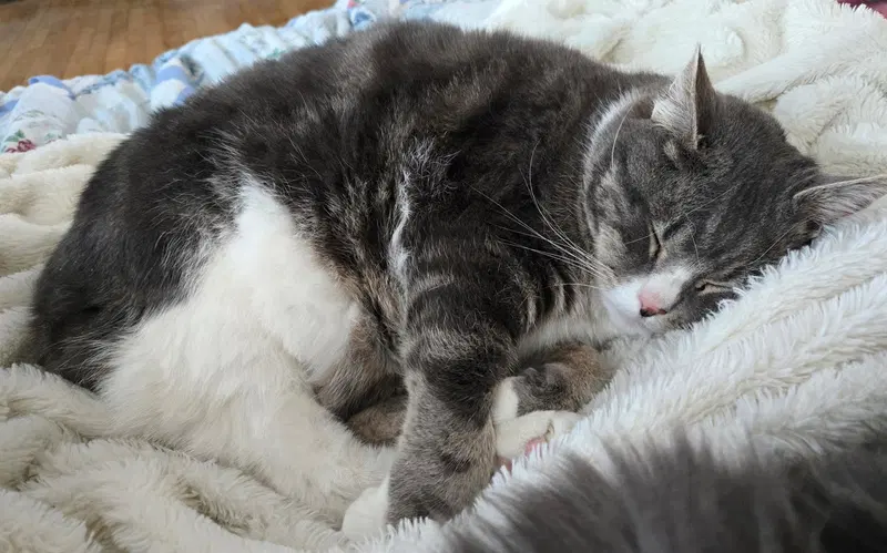 Nala and Simba, photo 10