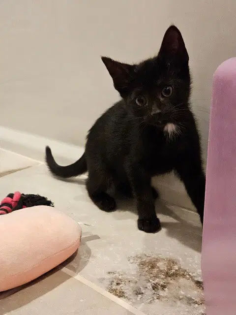 Korn KITTEN, photo 4