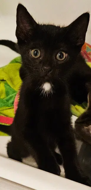 Korn KITTEN, photo 2