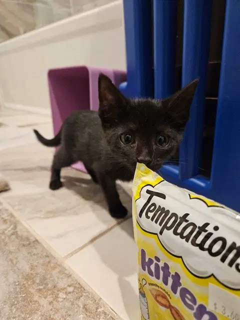 Korn KITTEN, photo 3
