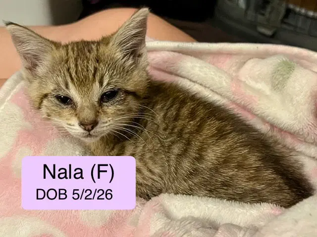 Nala, photo 8