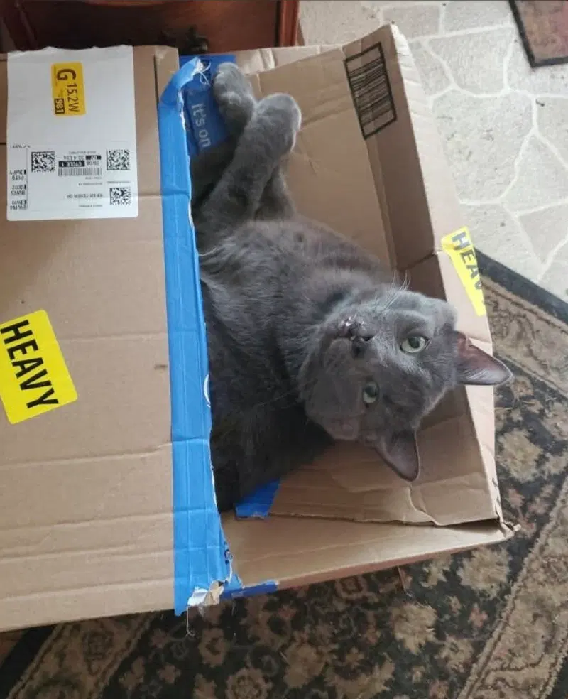 Toby, an adult male cat up for adoption