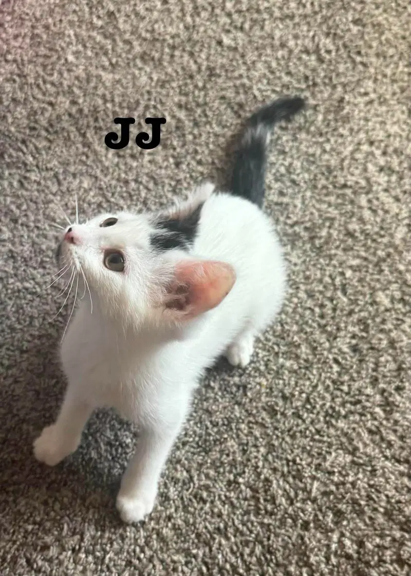 Jj, photo 2