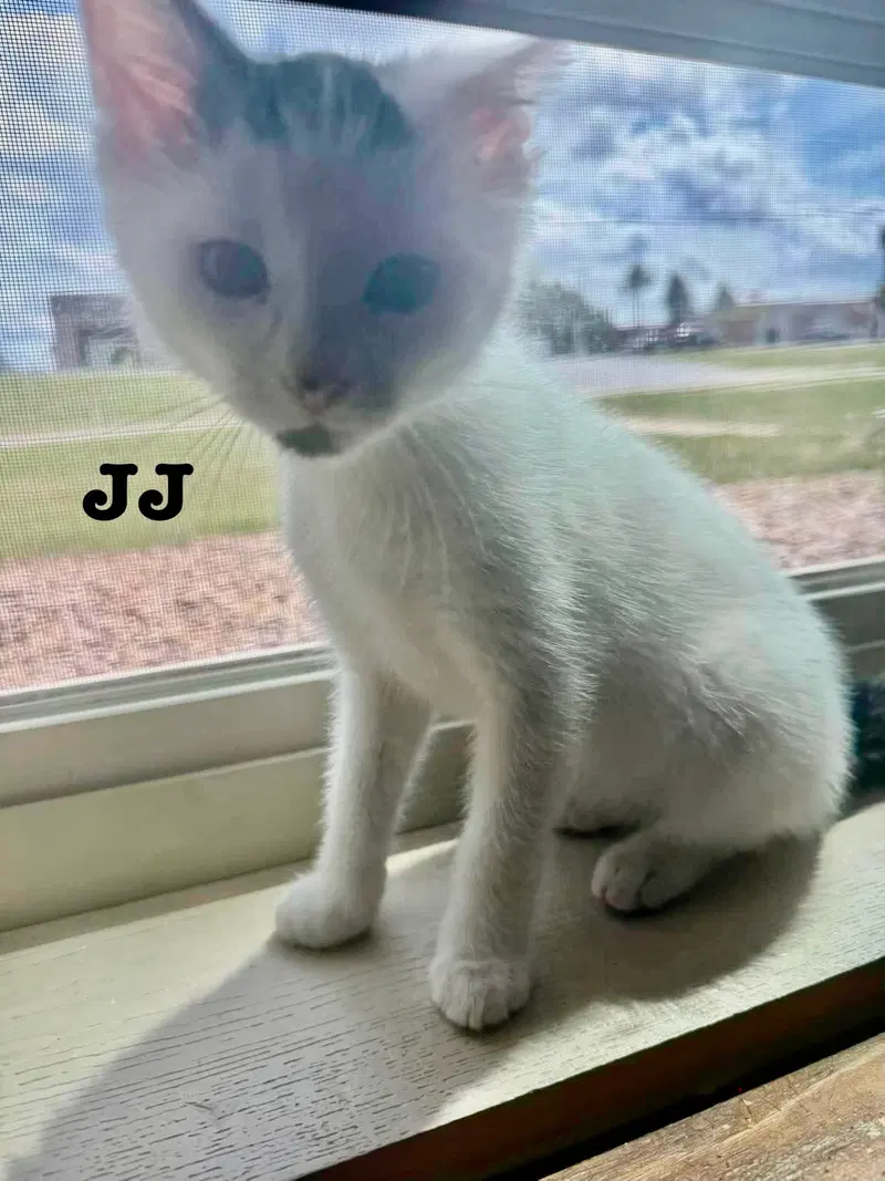 Jj, photo 6