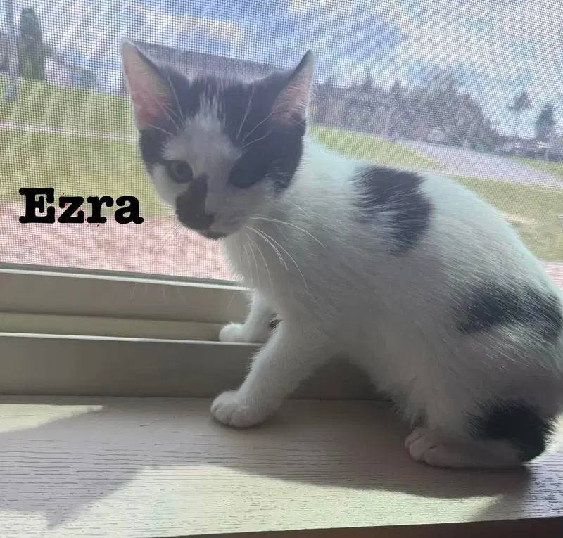 Ezra, photo 2