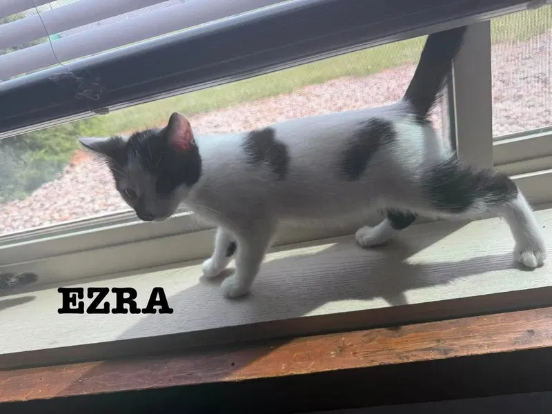 Ezra, photo 4