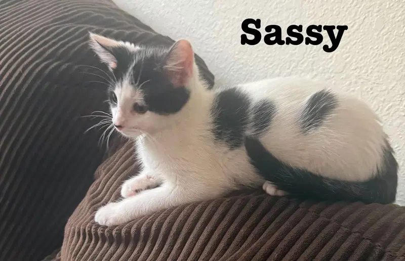 Little Sass, photo 4
