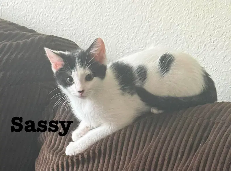Little Sass, photo 5