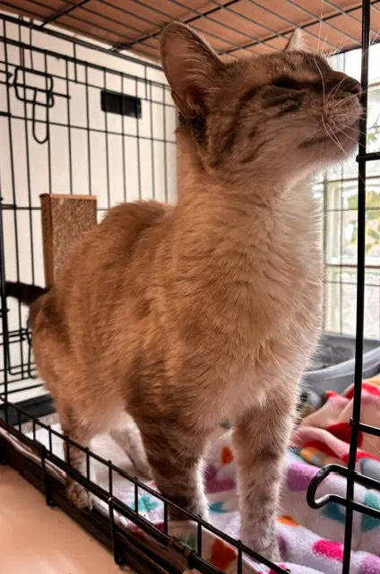 Sophie, photo 3