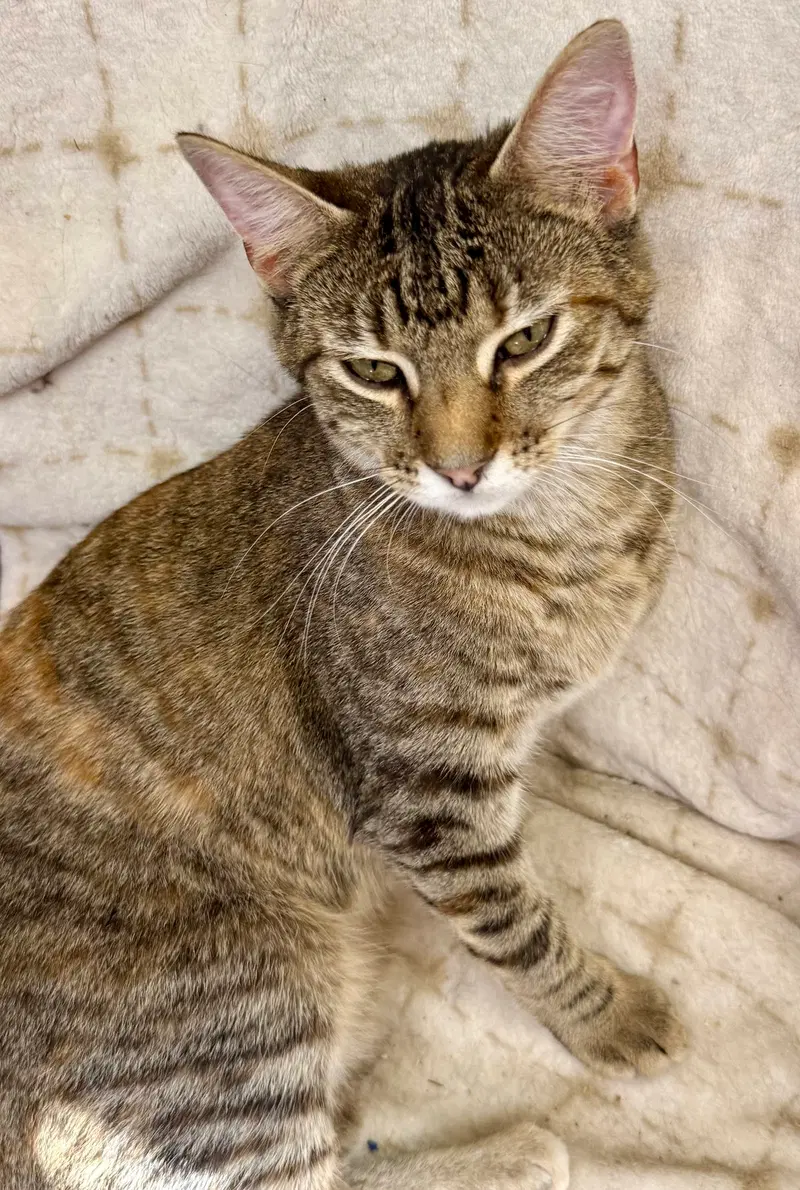 Hazel, photo 2