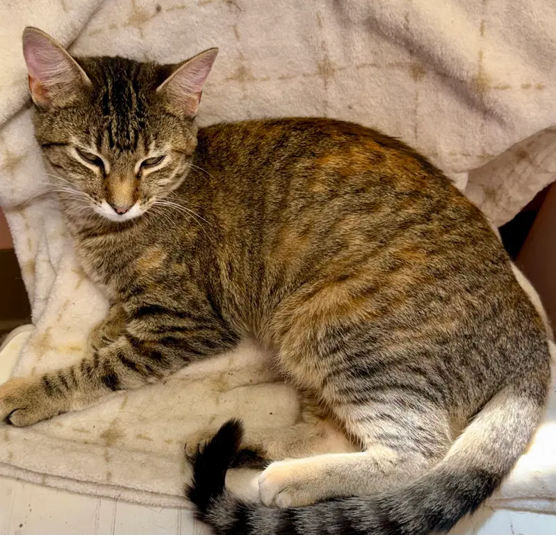 Hazel, photo 5