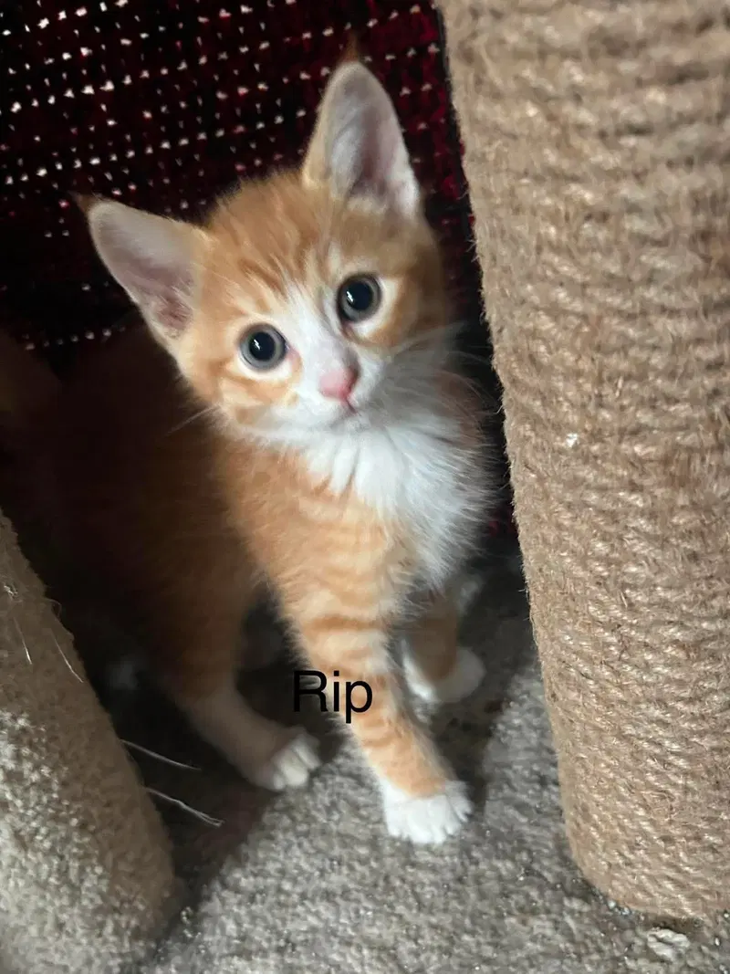 Rip, photo 3