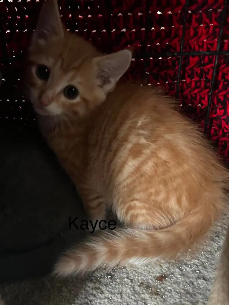 Kayce, photo 4
