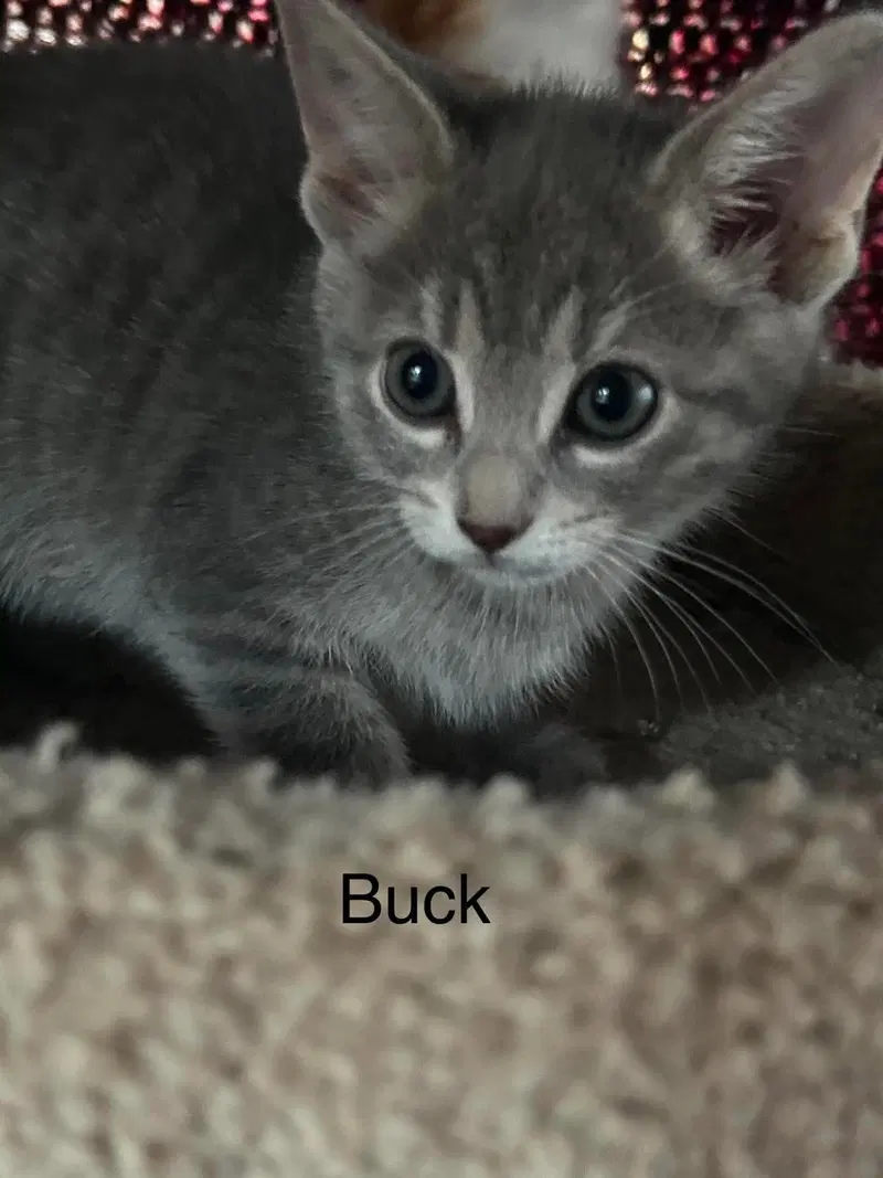Buck, photo 6