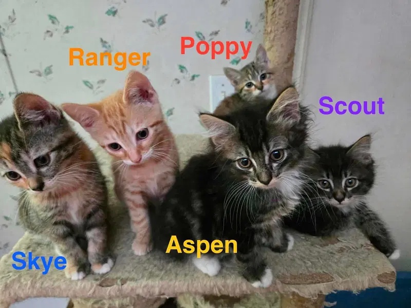 Scout, photo 3