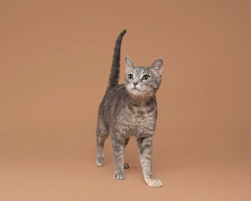 North, an adult female cat up for adoption