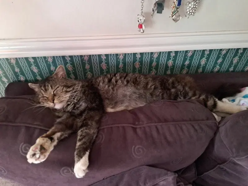 Bandit, photo 2