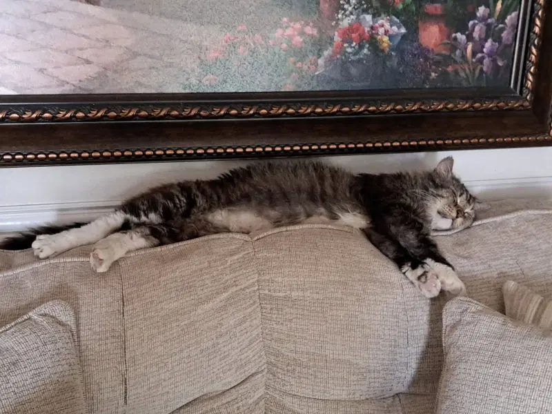 Bandit, photo 3