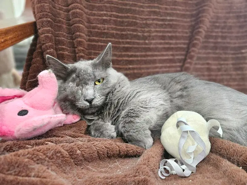 Misty, photo 2