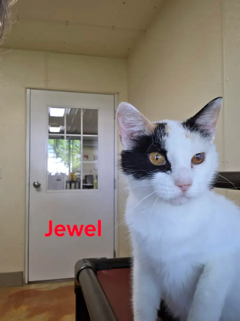 Jewel, photo 7
