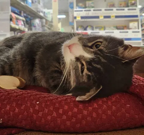 Watch the video of Thor