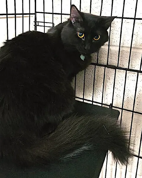 Watch the video of Cinder