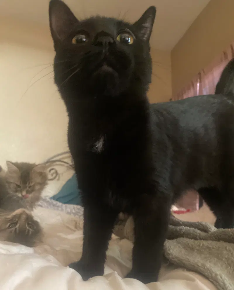 Pepper, photo 2