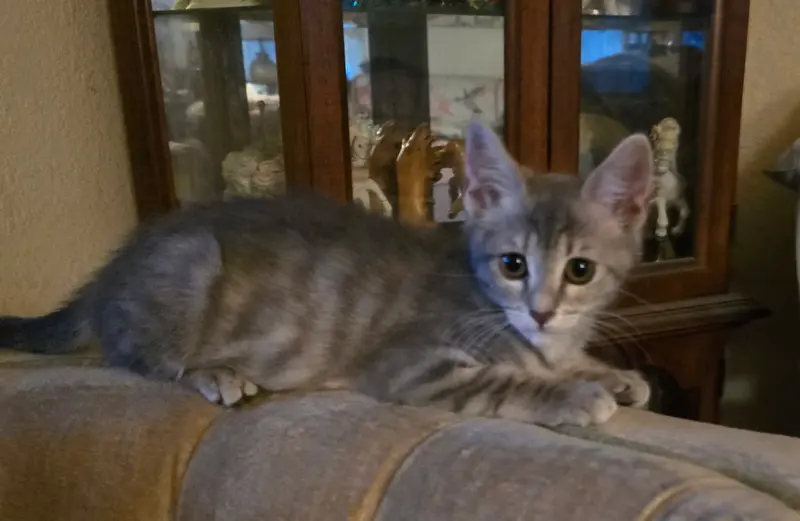 Trixie, a female kitten up for adoption