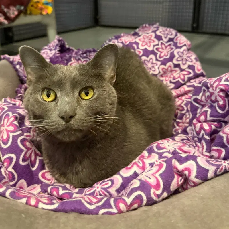 Yoda, an adult female cat up for adoption