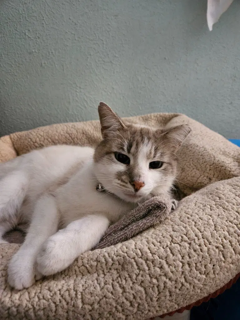 Perpugilliam IN FOSTER FIV, photo 2