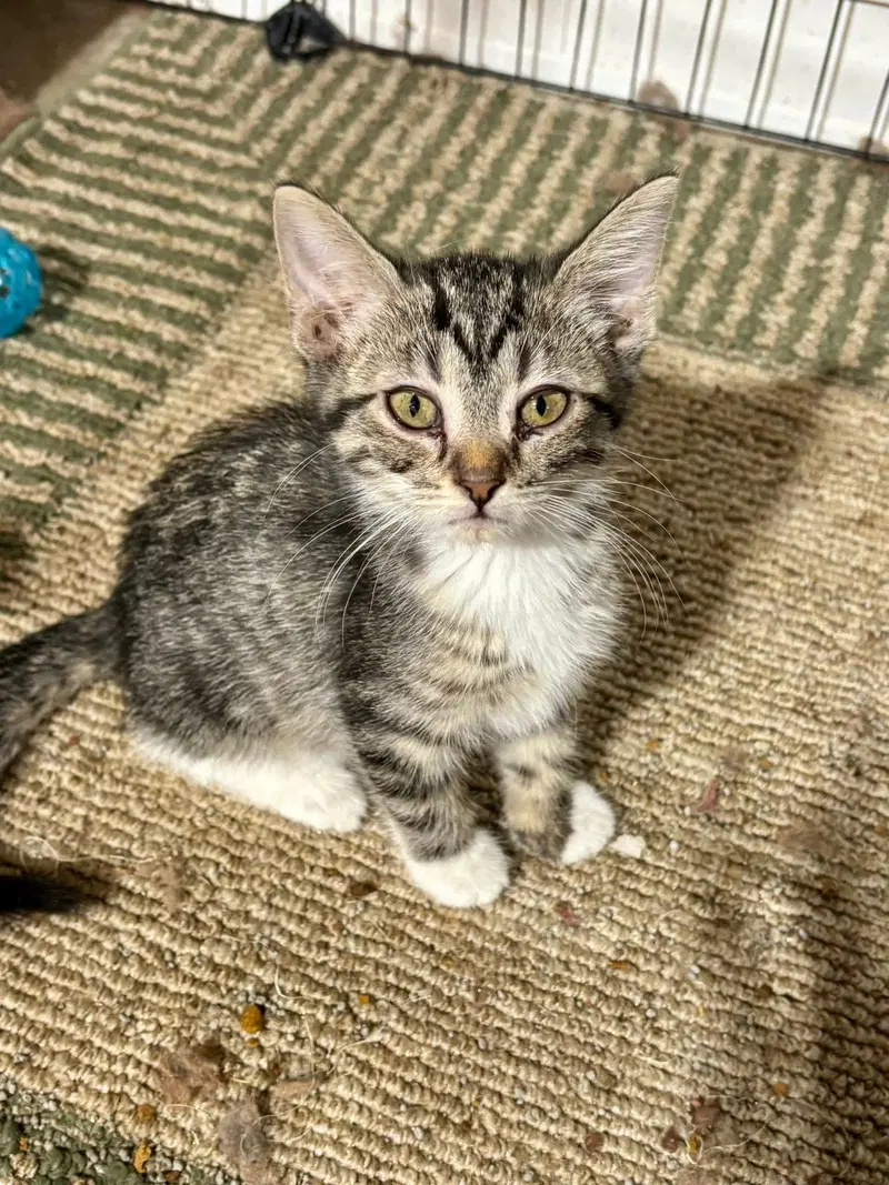 Parmesan, photo 3