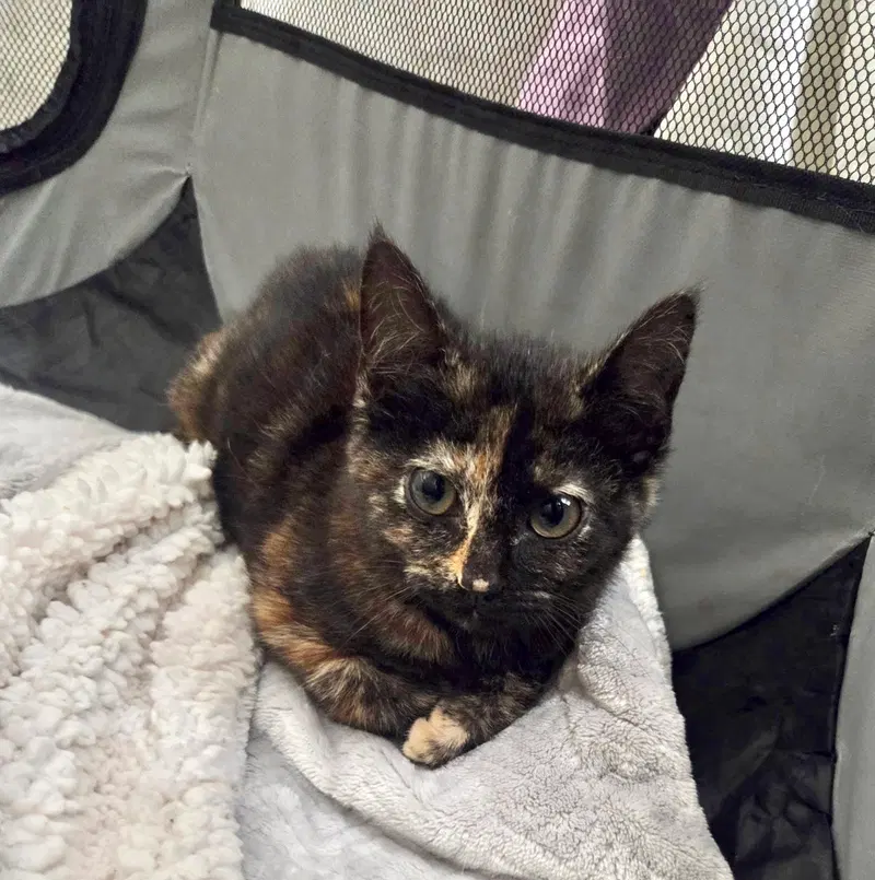 Torti-Feasor, photo 7