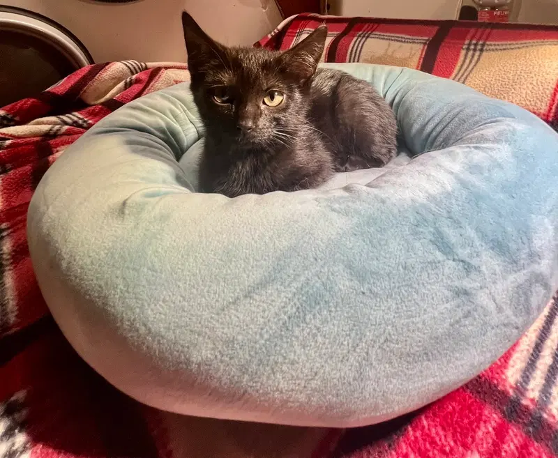 Kenji, a female cat up for adoption