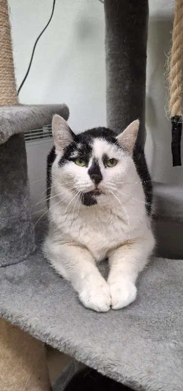 Tato and Hex, adult male cats up for adoption