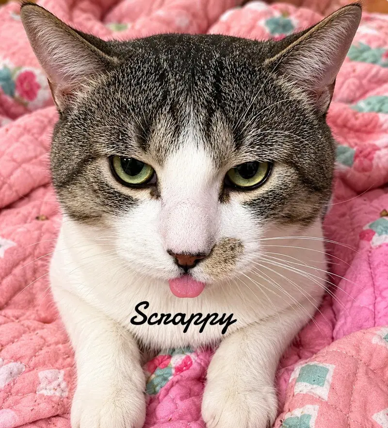 Scrappy, photo 2