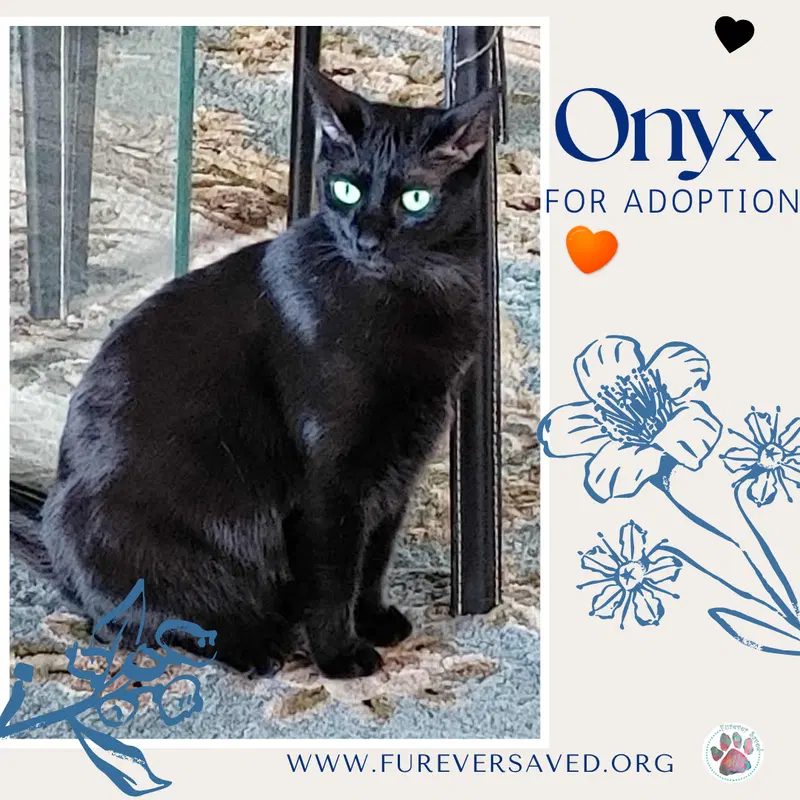 Onyx, photo 2