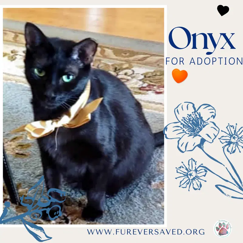 Onyx, photo 3