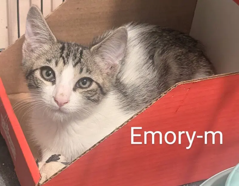 Emory, photo 2