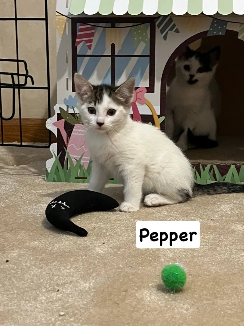 Pepper, photo 4