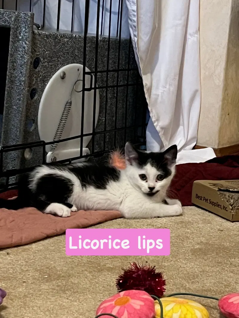 Licorice, photo 5