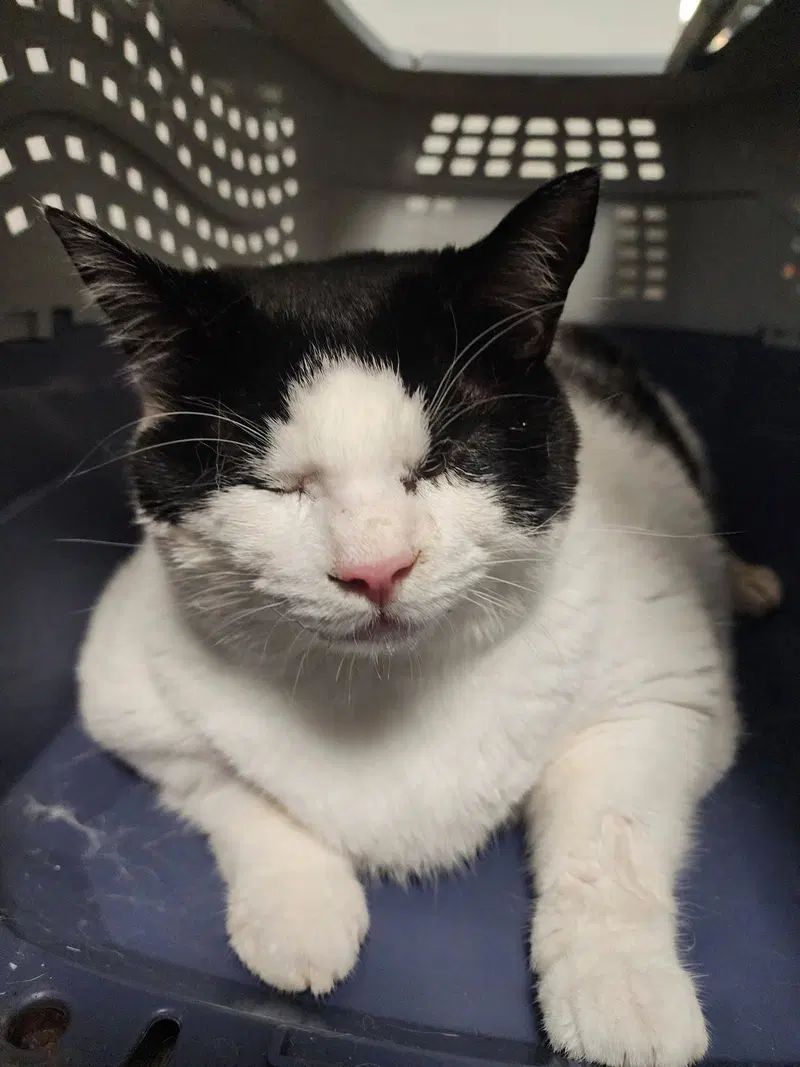 Tokyo 12.17.24, an adult female cat up for adoption