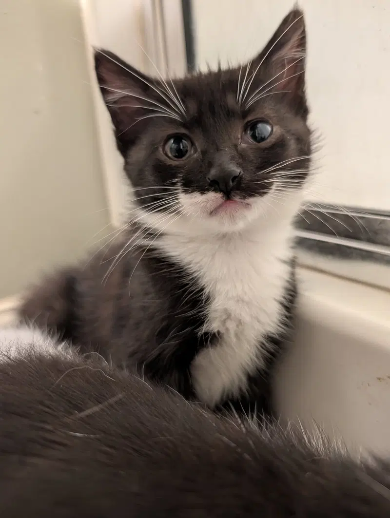 Andrea's Rowen KITTEN, photo 2