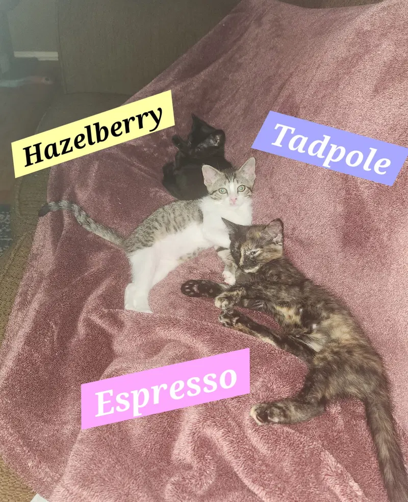 Espresso, photo 3