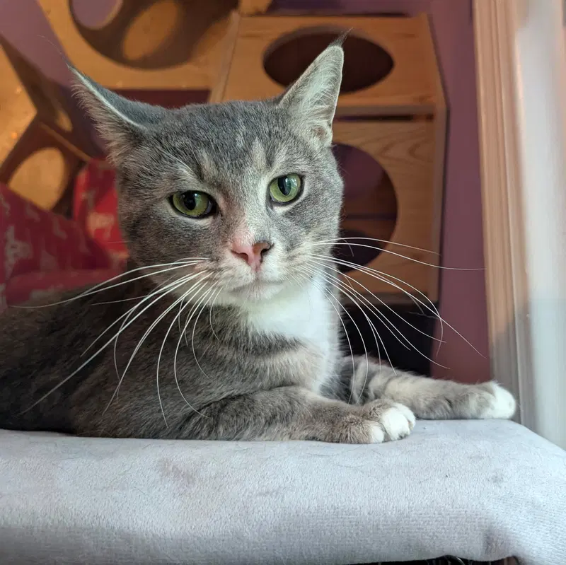 Kitty Super Smokey, photo 3