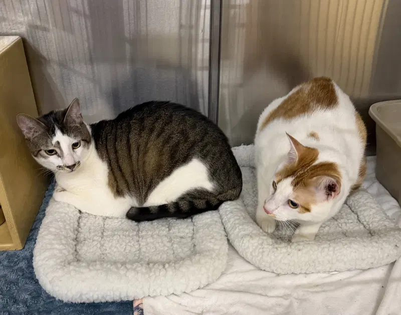 Leo & Maverick, photo 2