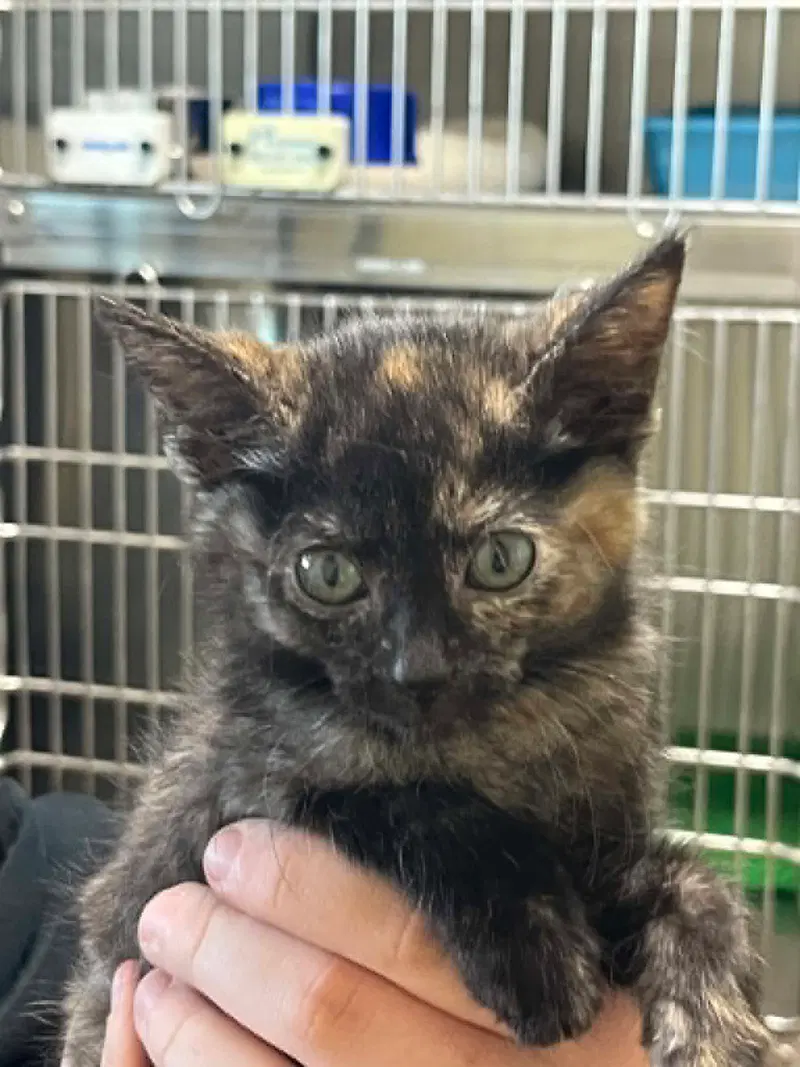 Stormy, a young female Tortoiseshell cat up for adoption