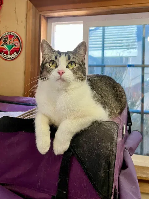 Watch the video of Manxine