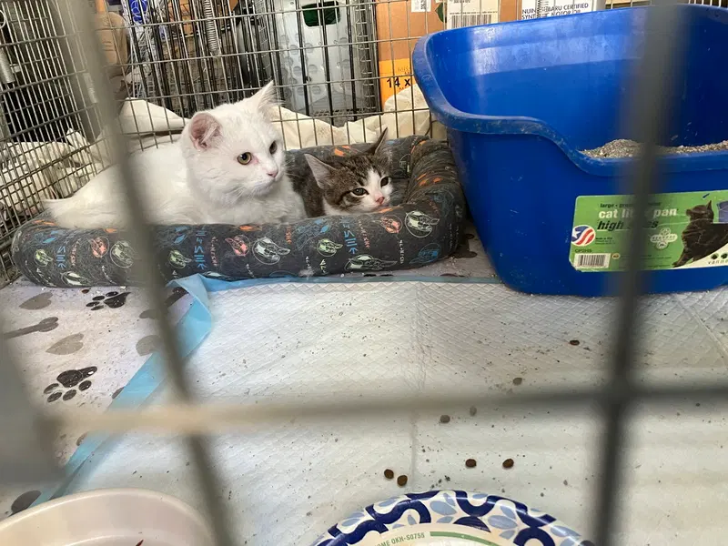 Oliver & Oscar, photo 7