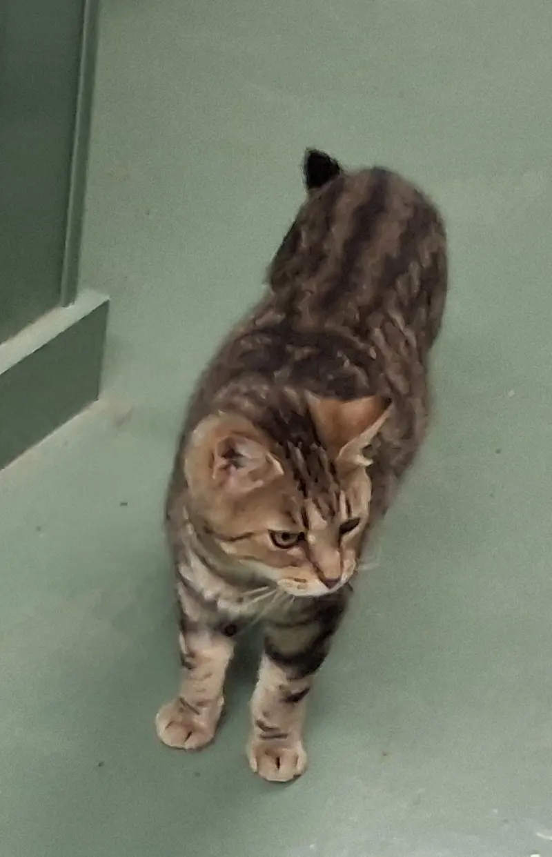 Glenda, a young female cat up for adoption