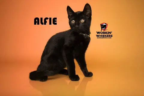 Watch the video of Alfie